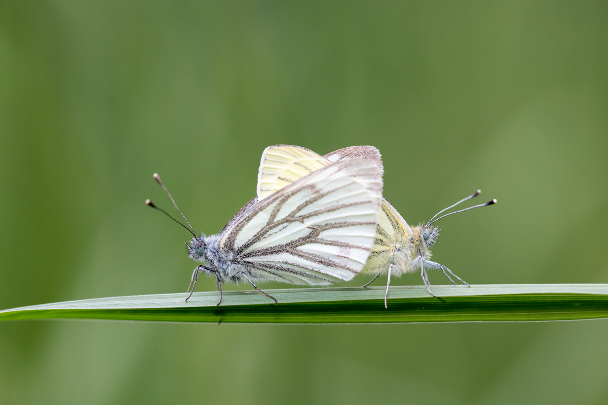Green-veined white pieris napi mating copula butterfly