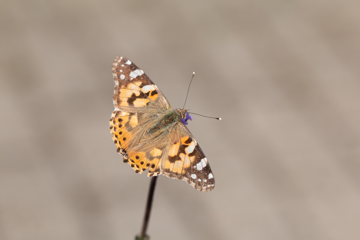 Painted lady Vanessa cardui butterfly