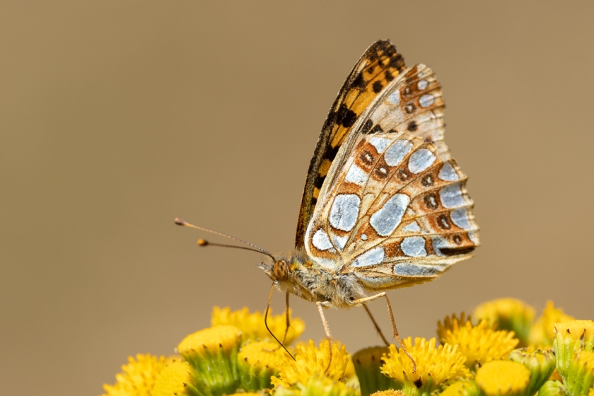 Queen of Spain fritillary Issoria lathonia butterfly